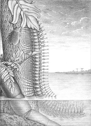 Profile Picture of Archipolypoda - Wikipediaon Wikipedia