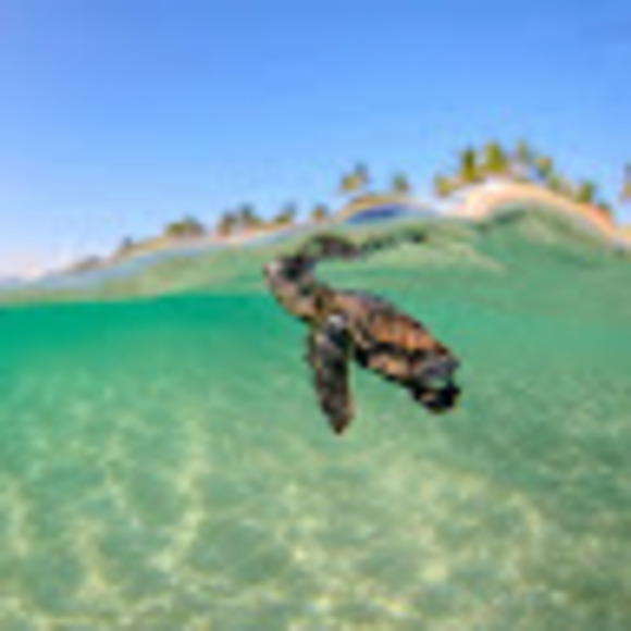 Profile Picture of Shanice Diaz (@where_shan) on Poshmark