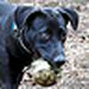 Profile Picture of Janette Hamilton (@Dog Photog) on Flickr