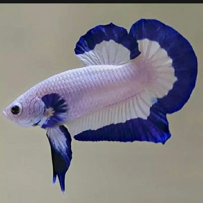 Profile Picture of Muhammad Rizki Salahuddin (@RizkiSalahuddin) on Twitter