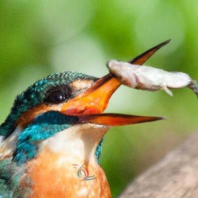 Profile Picture of Iain Howell (@iainhowell) on Twitter