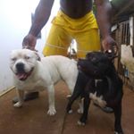 Profile Picture of Stephen benjamin (@stephan_benjamin_dog_man) on Instagram