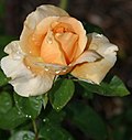 Profile Photo of Rosa 'Abbaye de Cluny'on Wikipedia