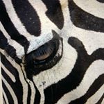 Profile Picture of Marc Kent (@mkultra001) on Instagram