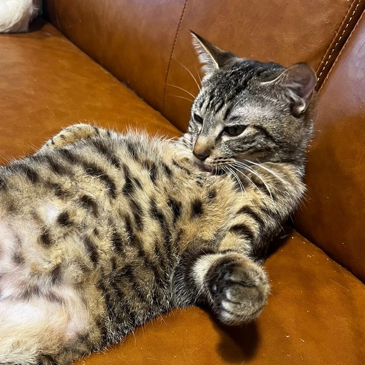 Profile Picture of brianprs (@@brian.pires) on Tiktok