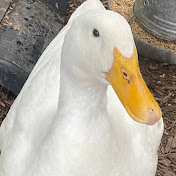 Matthew Bornstein - Youtube Profile Picture of Matthew Bornstein (@matthewbornstein9405) on Youtube