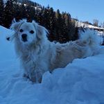 Profile Picture of Pauli-the-withe-Malteser-Mix (@paulithewithemaltesermix) on Instagram