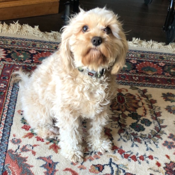 Profile Picture of Jaclyn Gesicki (@jaclynrohm70) on Poshmark