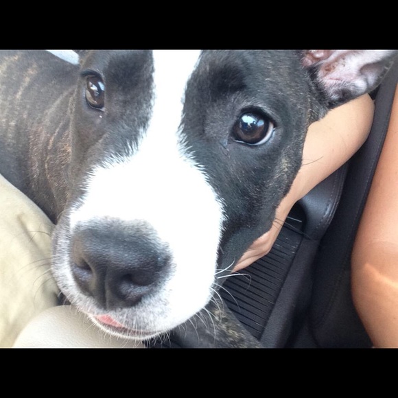 Profile Picture of Amanda Levanti (@amandaalynn1226) on Poshmark