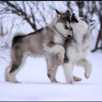 Profile Picture of Matthew (@Matthewlobos) on Twitter