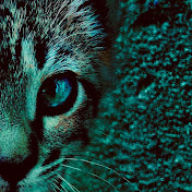 Profile Picture of Matt Holman (@mattholman261) on Youtube