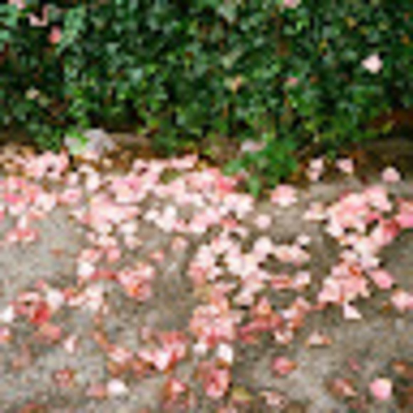 Profile Picture of Lauren mary fan Gerstel (@laurenmaryfan) on Poshmark