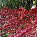 Profile Picture of Joel Huaccha (@Joel-Huaccha) on Facebook