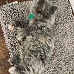 Profile Picture of Brook Cheree Thompson McNew (@brookmcnew) on Instagram