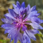 Profile Picture of Basia Olga Kamińska (@Basia-Olga-Kamińska) on Facebook