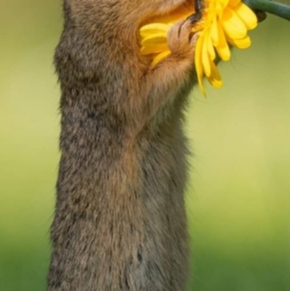 Profile Picture of Trish Glazier (@ashdiva69) on Poshmark