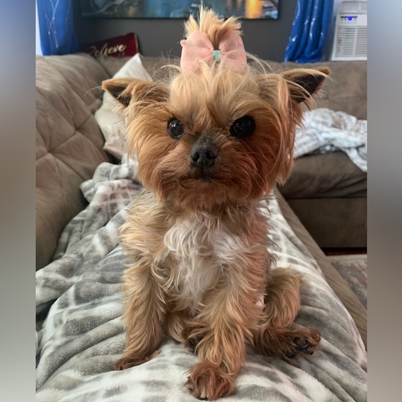 Profile Picture of Debbie Hsu (@dyh28) on Poshmark