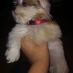 Profile Picture of Cody Pressley (@pressley_cody) on Instagram