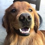 Profile Picture of Astro (@astro.the.red.golden) on Instagram