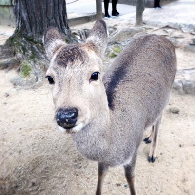 Profile Picture of Lucia Yang (@LuciaYang21) on Twitter