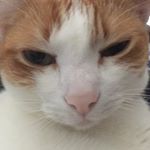 Profile Picture of Ginger Crosby (@ginger_vitis51) on Instagram