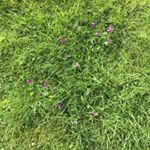 Profile Picture of Rosemary Grimaldi (@grimaldirosemary) on Instagram