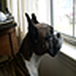Profile Picture of Lisa grubbs-Carter (@boxerfan) on Flickr