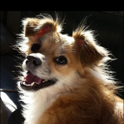 Profile Picture of Steve Viall (@passoutnow) on Twitter