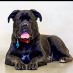 Profile Picture of Steve Atchley (@steve.atchley) on Instagram