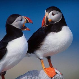 Profile Picture of Debbie Griffiths (@ddebbss) on Pinterest