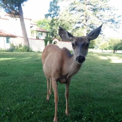 Profile Picture of Cody Manthey (@wildwolflover21) on Twitter