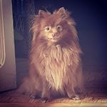 Profile Picture of Ross Higgins (@88higgins) on Instagram