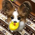 Profile Picture of 佳代Ｐ (@kayopcookie) on Instagram