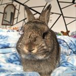 Profile Picture of Harper, Daisy, & Jasper (@threebreedbuns) on Instagram