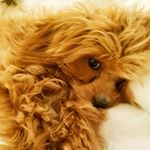 Hazel Meier - Instagram Profile Picture of Hazel Meier (@hazelnutthecavapoo) on Instagram