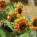 Profile Picture of Joyce Kuechle (Joyce Scheeler Kuechle) (@joyce.kuechle) on Facebook
