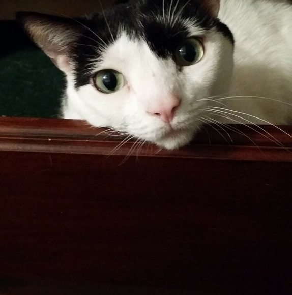 Profile Picture of Dollie Ficarri (@dficarri) on Poshmark