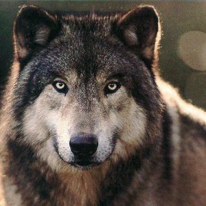 Profile Picture of Deanna Read (@txlonglegs1977) on Myspace