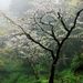 Profile Picture of Barbara Frazier (@monkey0370) on Pinterest