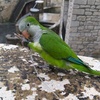 Profile Picture of user4777526615315 (@@barry_parrot_) on Tiktok