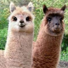 Profile Picture of Caleb Thomas Scott (@GalexyLlama) on Twitter