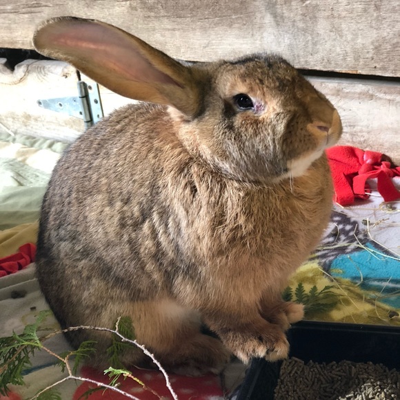 Profile Picture of Janice Manser (@janicemanser) on Poshmark