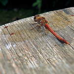 Profile Picture of Ptp100 (@ptp100) on Flickr