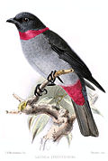 Profile Picture of Rose-collared pihaon Wikipedia