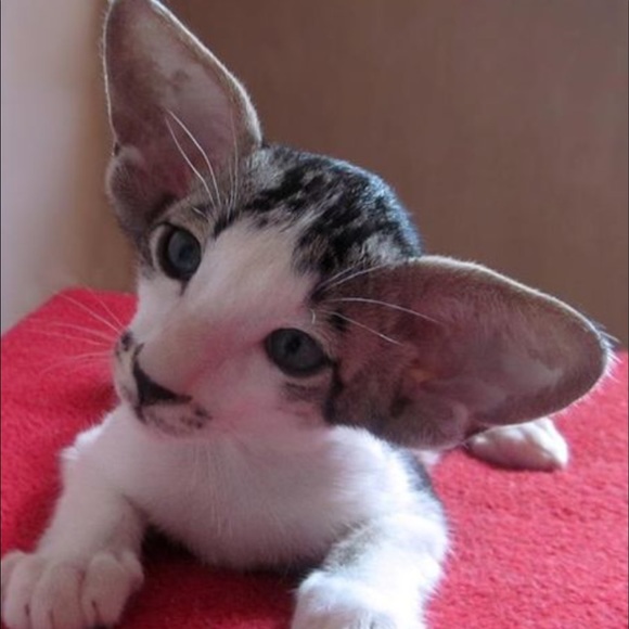 Profile Picture of Veronica Ciaccio (@ciacve) on Poshmark