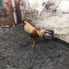 Alvin game farm🐓📈 - Tiktok Profile Picture of Alvin game farm🐓📈 (@alvin.gamefarm) on Tiktok
