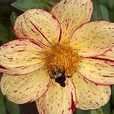 Profile Picture of Ann Marie Emanuel (@Conconully) on Twitter