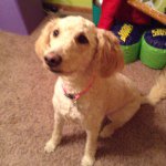 Profile Picture of Sophia Elizabeth Willer (@sophie_golden_doodle_) on Instagram