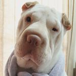 Profile Picture of Sophia (@sharpeisophiadog) on Instagram