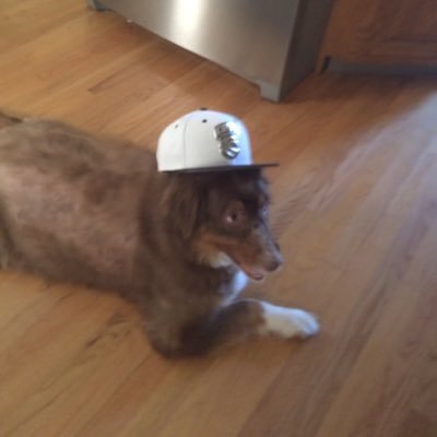 Profile Picture of Joe D’Arrigo (@JoeDArrigo1) on Twitter